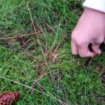 Haselnüsse werden gut versteckt. Werden sie später wiedergefunden?