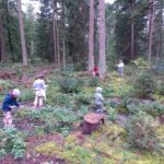 Die Kinder verteilen die Wolle auf jungen Douglasien.